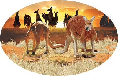 3D Oval Sticker Aussie Animals Australian Souvenirs Lenticular Bumper Stickers - fair-dinkum-gifts