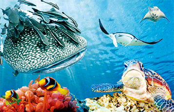 3D Magnets Group 3 - fair-dinkum-gifts