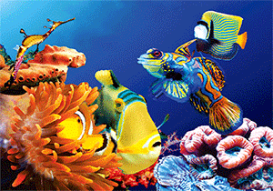 3D Magnets Group 1 - fair-dinkum-gifts