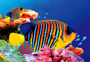 3D Postcard Aussie Themes Australian Animals Souvenir Group 3 - fair-dinkum-gifts