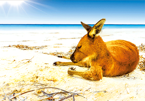 3D Postcard Aussie Themes Australian Animals Souvenir Group 3 - fair-dinkum-gifts