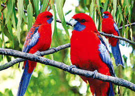 3D Magnets Group 3 - fair-dinkum-gifts