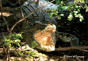 3D Magnets Group 1 - fair-dinkum-gifts