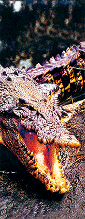 Pack of 5 x 3D Bookmarks LENTICULAR Book Marks Aussie Australian Theme Animals Souvenirs - fair-dinkum-gifts