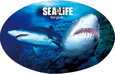 3D Oval Sticker Aussie Animals Australian Souvenirs Lenticular Bumper Stickers - fair-dinkum-gifts