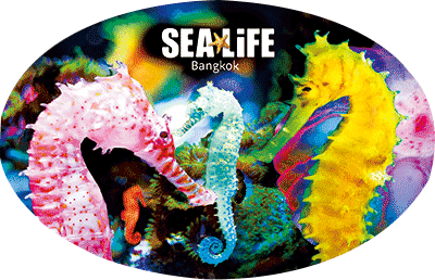 3D Oval Sticker Aussie Animals Australian Souvenirs Lenticular Bumper Stickers - fair-dinkum-gifts