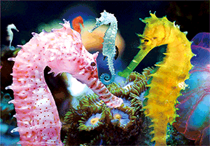 3D Postcard Aussie Themes Australian Animals Souvenir Group 3 - fair-dinkum-gifts