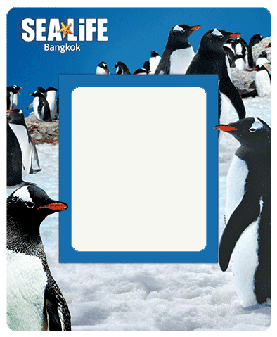 3D Photo Frame Magnets - Group 1 - fair-dinkum-gifts