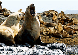 3D Postcard Aussie Themes Australian Animals Souvenir Group 3 - fair-dinkum-gifts