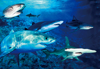 3D Magnets Group 1 - fair-dinkum-gifts