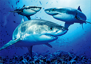 3D Postcard Aussie Themes Australian Animals Souvenir Group 3 - fair-dinkum-gifts