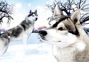 3D Magnets Group 2 - fair-dinkum-gifts