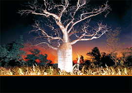 3D Magnets Group 3 - fair-dinkum-gifts