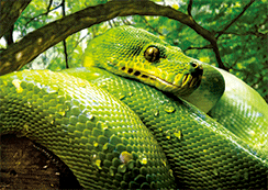 3D Magnets Group 3 - fair-dinkum-gifts