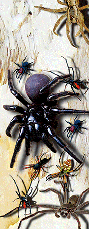 Pack of 5 x 3D Bookmarks LENTICULAR Book Marks Aussie Australian Theme Animals Souvenirs - fair-dinkum-gifts