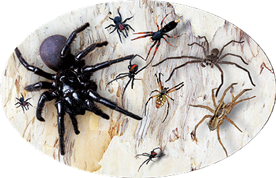 3D Oval Sticker Aussie Animals Australian Souvenirs Lenticular Bumper Stickers - fair-dinkum-gifts