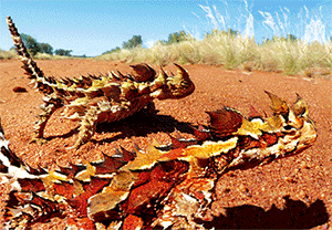 3D Postcard Aussie Themes Australian Animals Souvenir Group 3 - fair-dinkum-gifts