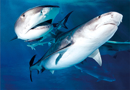 3D Postcard Aussie Themes Australian Animals Souvenir Group 3 - fair-dinkum-gifts