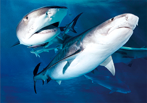 3D Magnets Group 1 - fair-dinkum-gifts