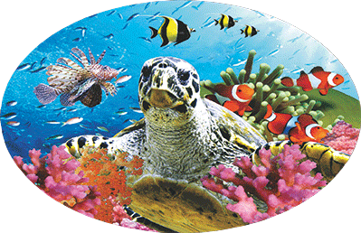 3D Oval Sticker Aussie Animals Australian Souvenirs Lenticular Bumper Stickers - fair-dinkum-gifts