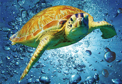 3D Postcard Aussie Themes Australian Animals Souvenir Group 3 - fair-dinkum-gifts