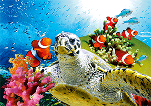 3D Postcard Aussie Themes Australian Animals Souvenir Group 3 - fair-dinkum-gifts