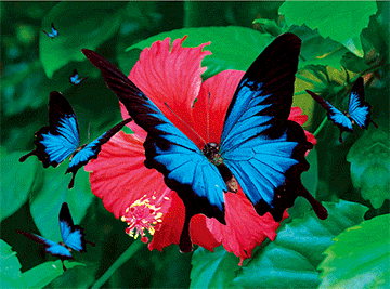 3D Magnets Group 3 - fair-dinkum-gifts