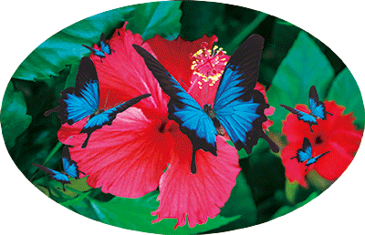 3D Oval Sticker Aussie Animals Australian Souvenirs Lenticular Bumper Stickers - fair-dinkum-gifts