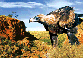 3D Magnets Group 3 - fair-dinkum-gifts