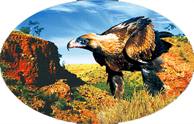 3D Oval Sticker Aussie Animals Australian Souvenirs Lenticular Bumper Stickers - fair-dinkum-gifts