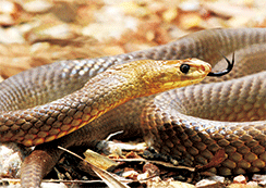 3D Magnets Group 3 - fair-dinkum-gifts