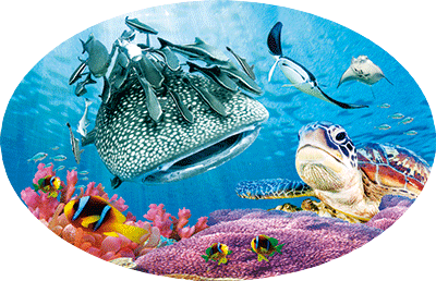 3D Oval Sticker Aussie Animals Australian Souvenirs Lenticular Bumper Stickers - fair-dinkum-gifts