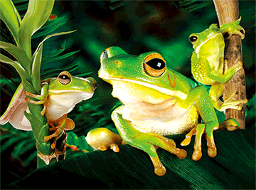 3D Magnets Group 3 - fair-dinkum-gifts