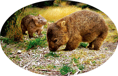 3D Oval Sticker Aussie Animals Australian Souvenirs Lenticular Bumper Stickers - fair-dinkum-gifts