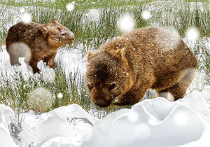 3D Magnets Group 2 - fair-dinkum-gifts